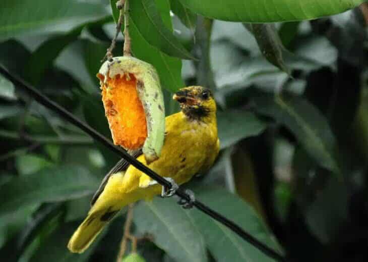 buah-mangga-untuk-burung-9696706