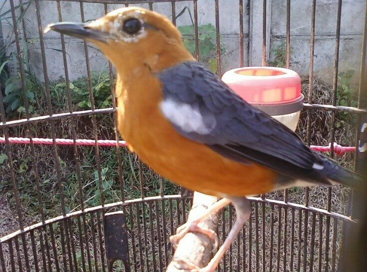 burung-anis-merah-5152045