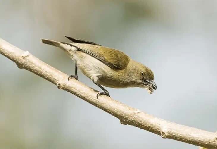 burung-cabai-emas-1435412