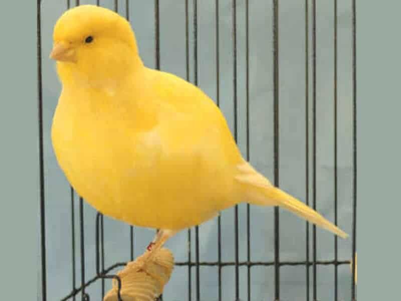 burung-kenari-fife-fancy-6766336