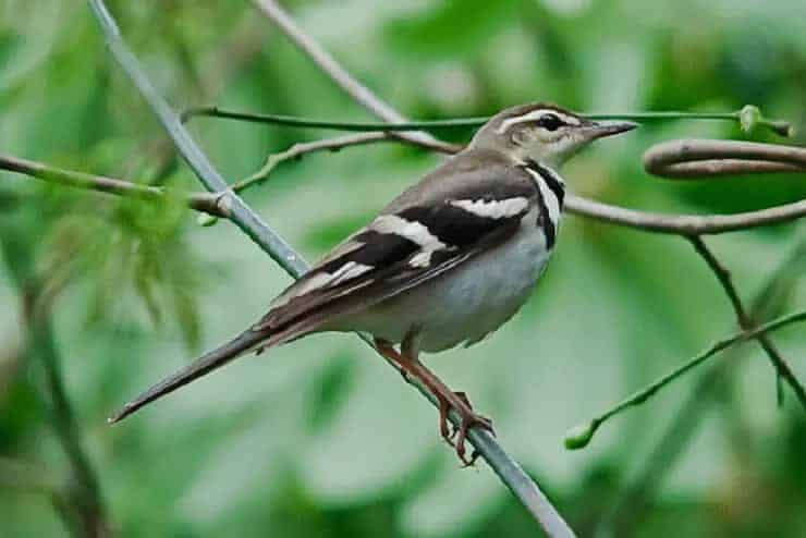 burung-kicuit-hutan-9668875