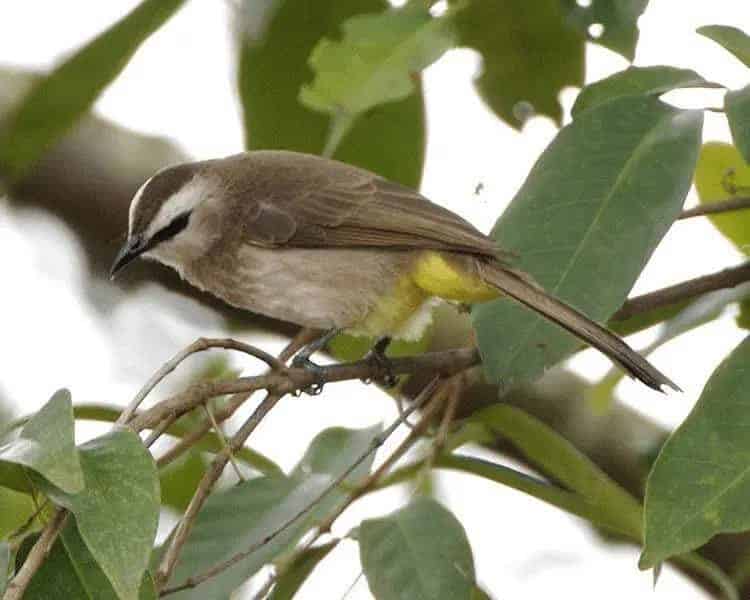 burung-merbah-cerukcuk-3732957