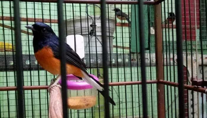 burung-murai-batu-7506370