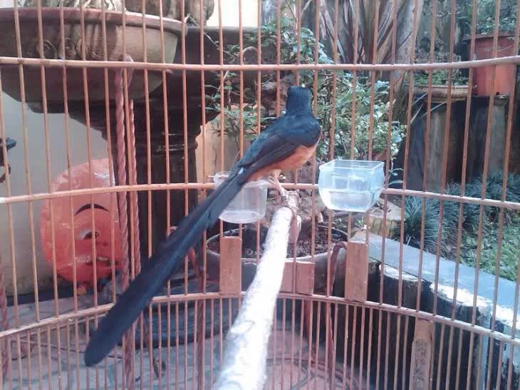 burung-murai-batu-dorong-ekor-5671291