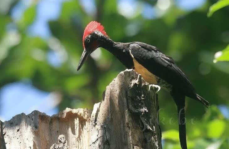 burung-pelatuk-ayam-1006640
