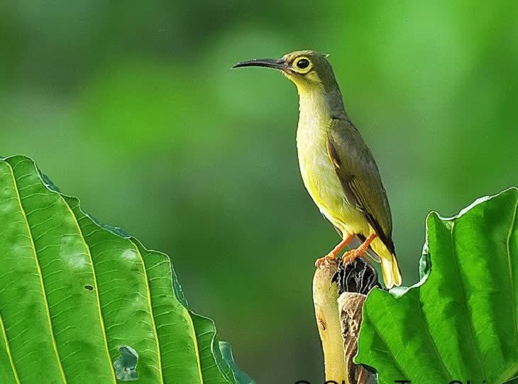 burung-pijantung-tasmak-5764564