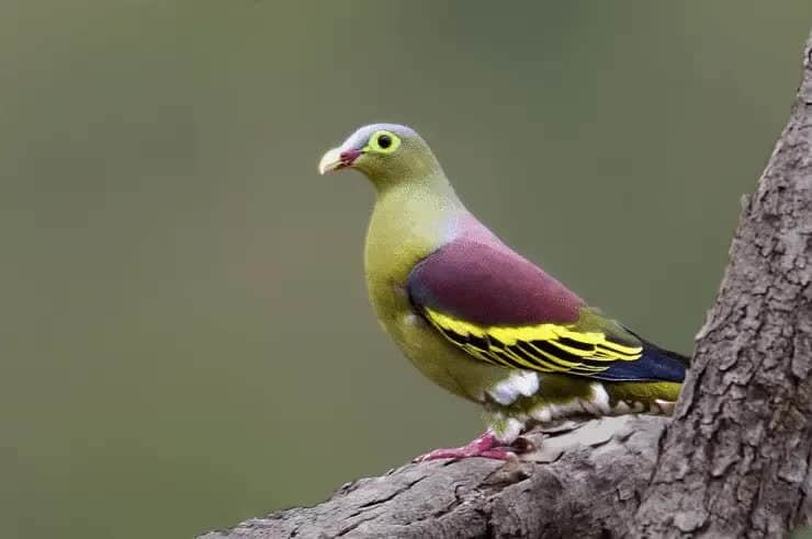 burung-punai-lenguak-4017815