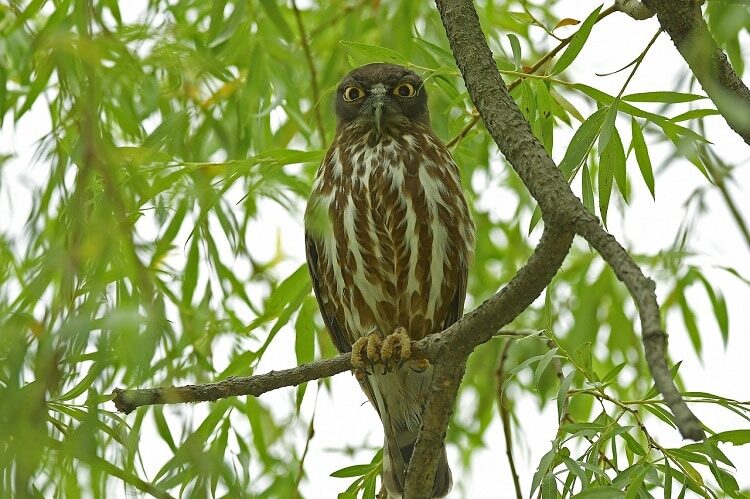 burung-punggok-coklat-spesies-burung-hantu-yang-sangat-mirip-elang-8192614