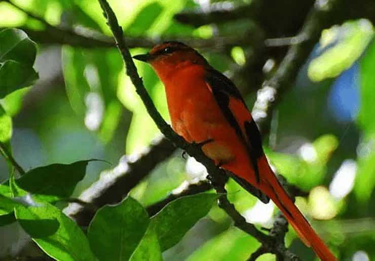 burung-sepah-gunung-9556991