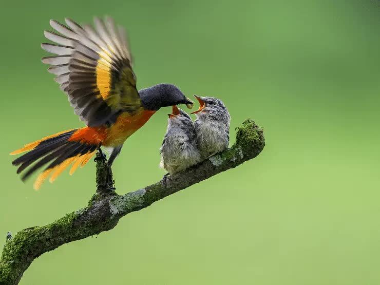 burung-sepah-kecil-6603215