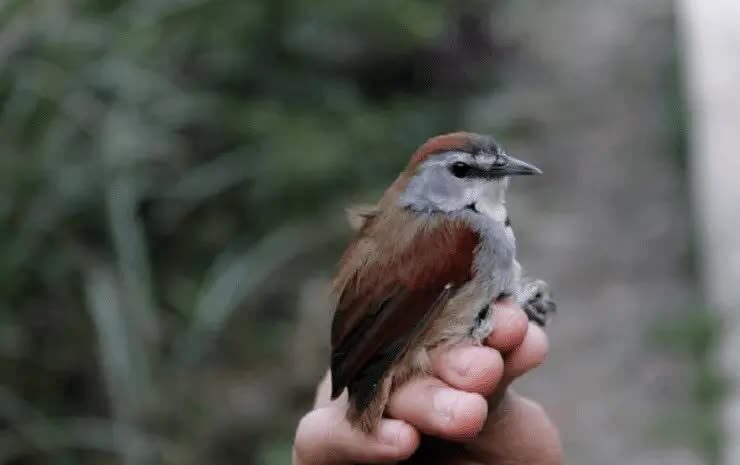 burung-tepus-pipi-perak-8147986