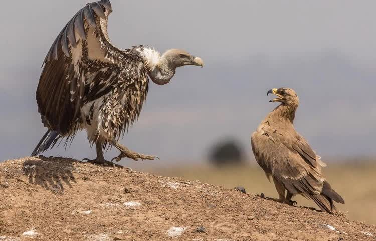burung-vulture-ruppel-mampu-terbang-setara-jelajah-pesawat-9585358