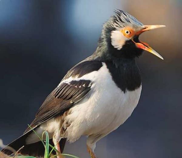 cara-budidaya-burung-jalak-suren-yang-cepat-dan-mudah-sentrabudidaya-com_-3703929