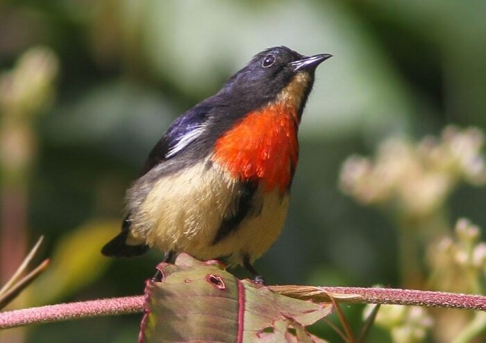 cara-melatih-burung-kemade-makan-voer-mudah-dipraktekkan-8217517