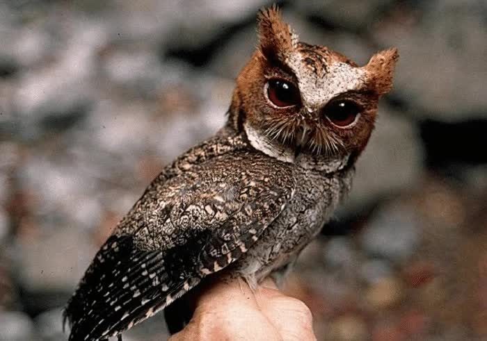 cara-melatih-celepuk-yang-sudah-dewasa-agar-jinak-6269812