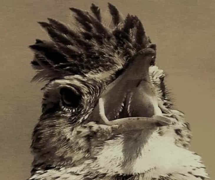 cara-membuat-burung-branjangan-ngeplong-3778059