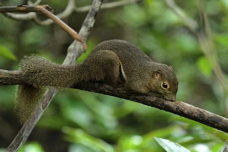 cara-memelihara-tupai-kelapa-agar-bisa-cepat-jinak-6645296