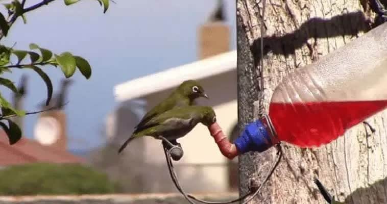 cara-menetralisir-efek-doping-pleci-7939378