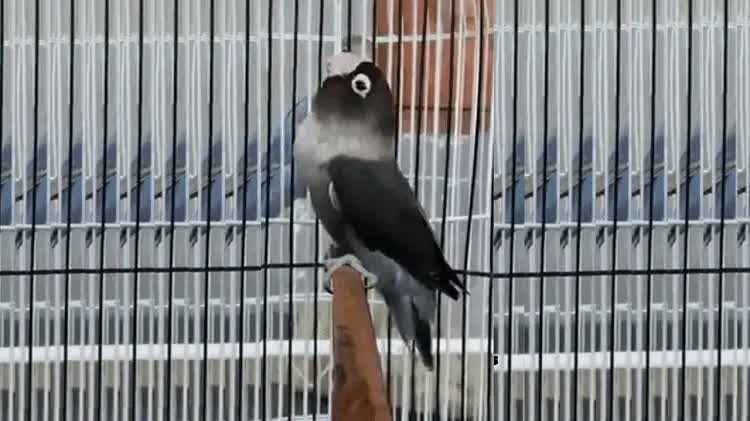 cara-menghasilkan-lovebird-batman-yang-bagus-paling-mudah-1990896