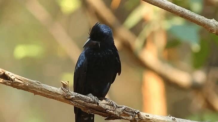 cara-merawat-anakan-burung-srigunting-krantil-6255630