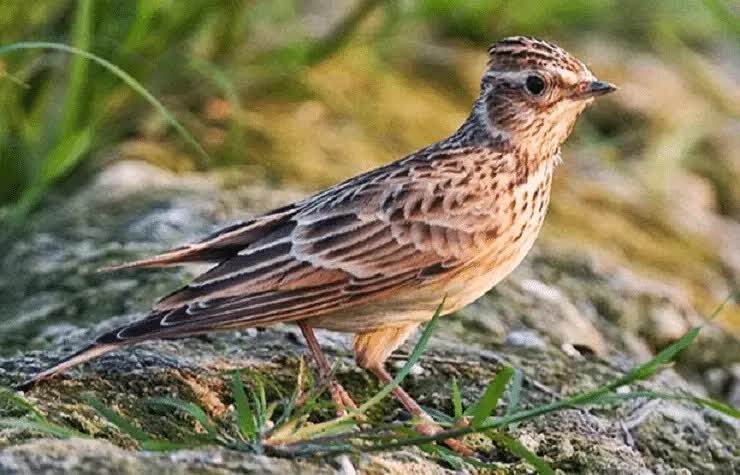 cara-merawat-burung-branjangan-agar-bisa-gacor-7106570