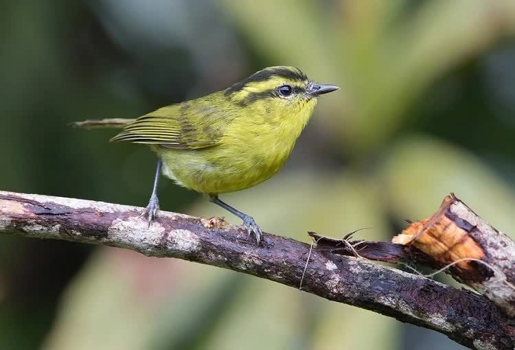 cara-merawat-burung-pare-pare-8210022