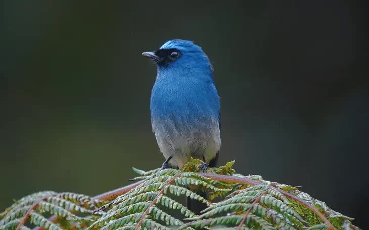 cara-merawat-burung-selendang-biru-agar-bisa-gacor-2376022