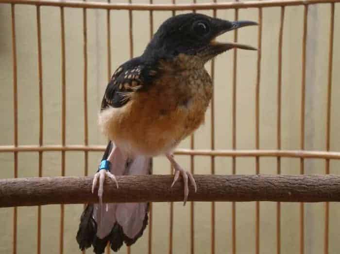 cara-merawat-murai-batu-trotol-dengan-baik-biar-cepat-gacor-3834703