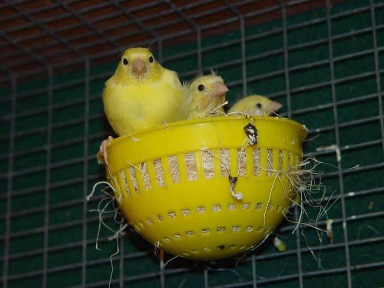 cara-ternak-burung-kenari-af-yang-baik-dan-benar-6037136