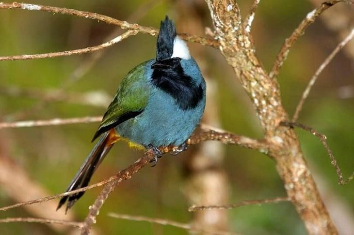 ciri-khas-burung-buah-jambul-5072276