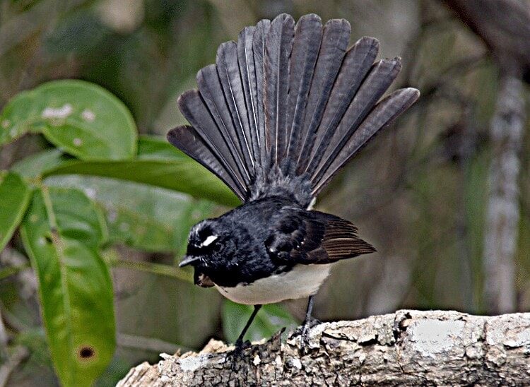 ciri-khas-burung-kipasan-kebun-1702248