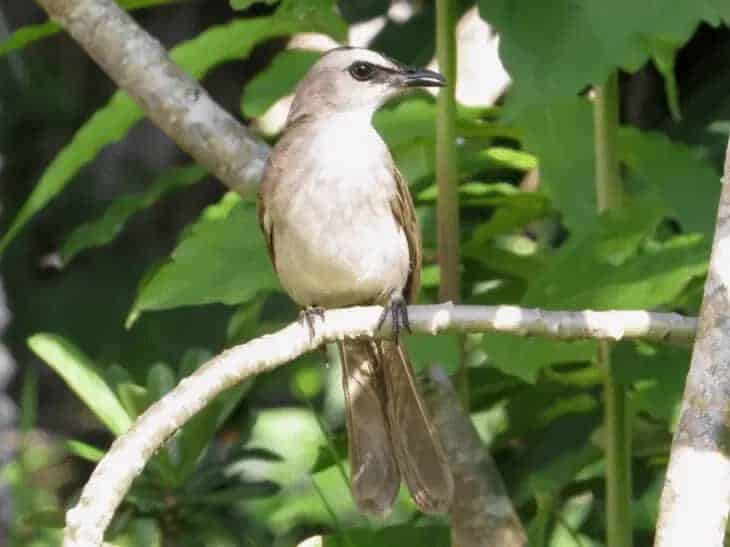 ciri-khas-burung-merbah-cerukcuk-1-2546328