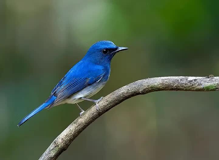 daerah-persebaran-selendang-biru-7290703