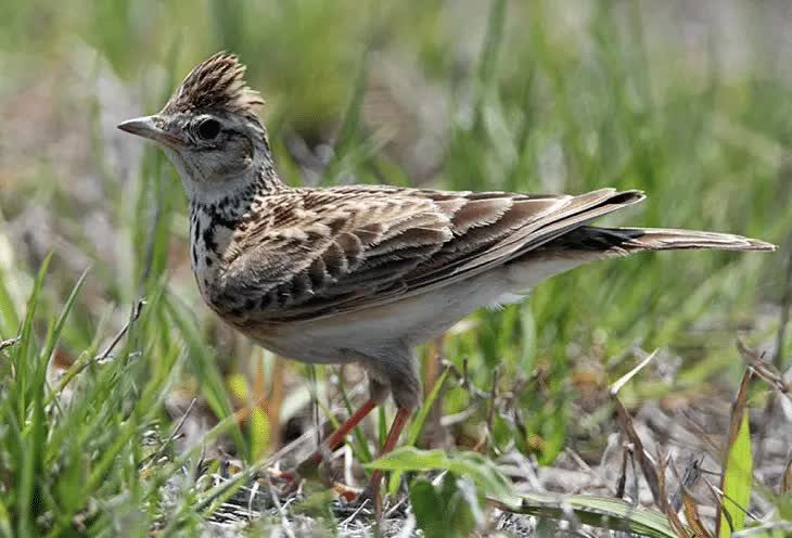 habitat-burung-branjangan-3491495