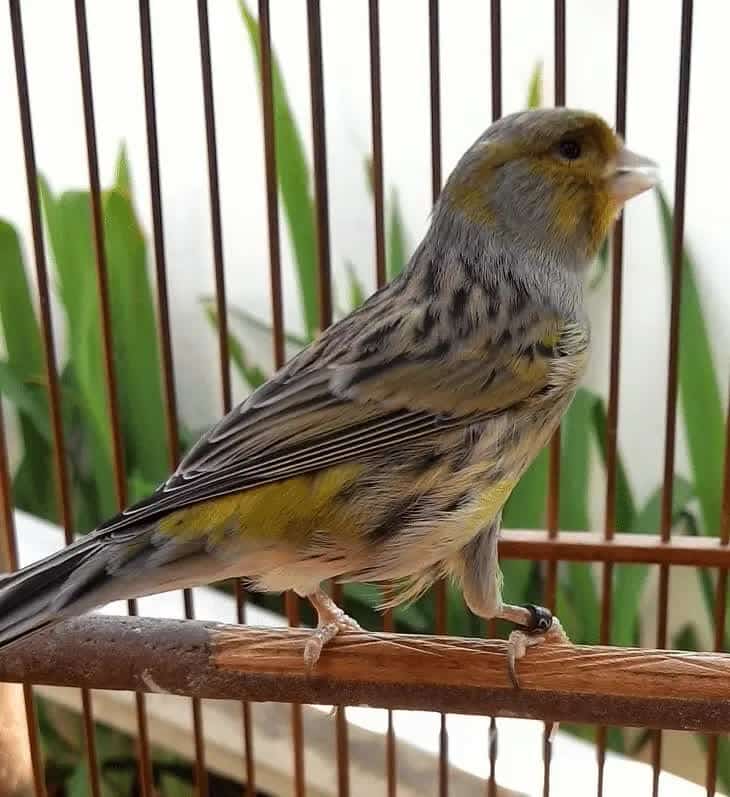 inilah-4-jenis-kenari-asal-spanyol-yang-perlu-anda-tau-2113985