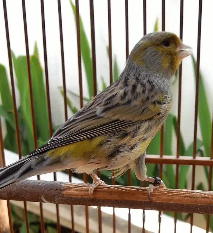 inilah-4-jenis-kenari-asal-spanyol-yang-perlu-anda-tau-7757916
