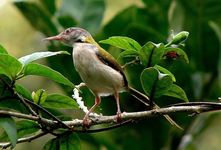 inilah-jenis-burung-prenjak-dan-ciri-cirinya-terlengkap-2117473