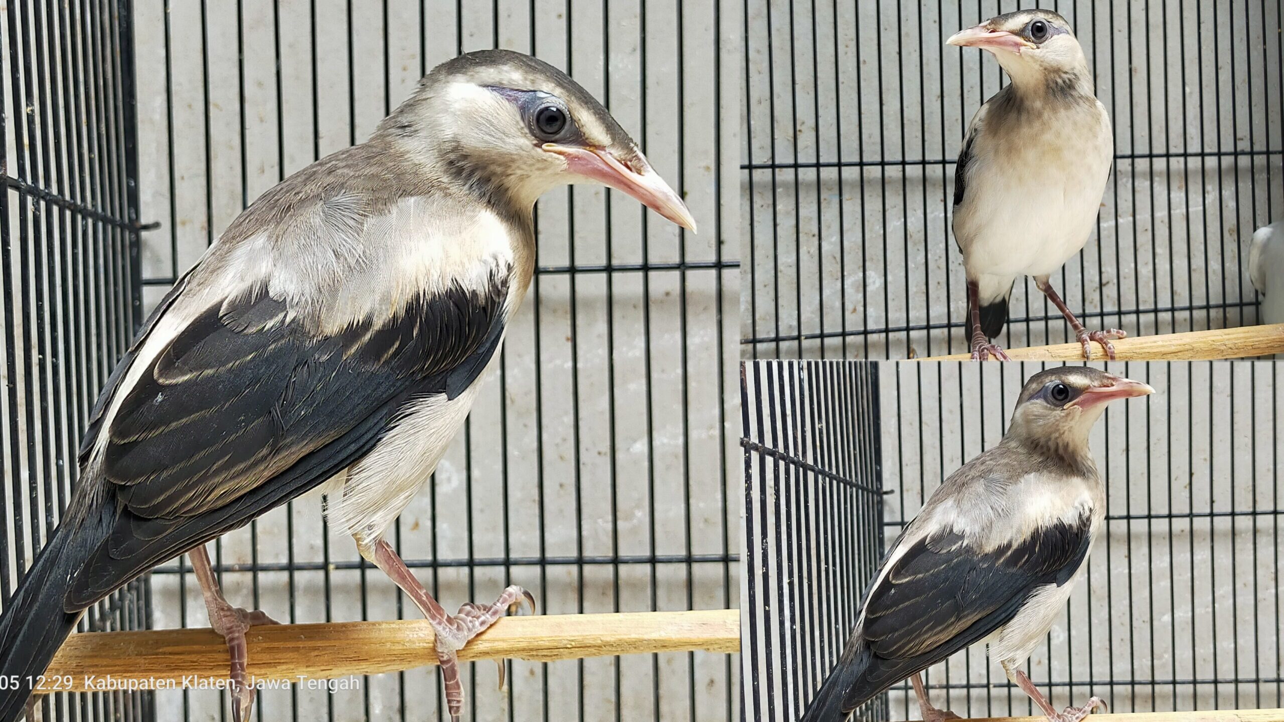 jalak_hybrids-scaled-6821258