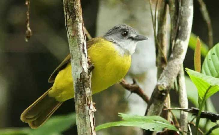 jenis-burung-brinji-emas-7623797