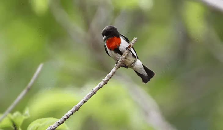 jenis-burung-cabai-7157263