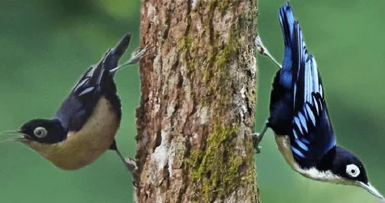 jenis-burung-rambatan-dan-karakteristiknya-terlengkap-8020095