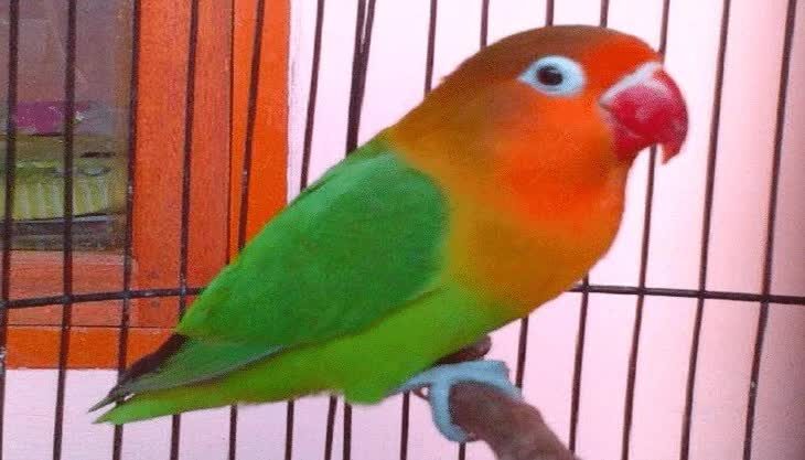karakter-lovebird-josan-3168997