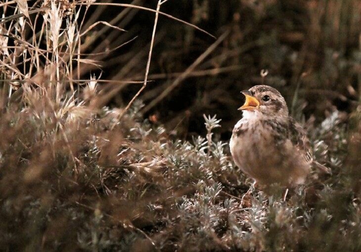 karakteristik-burung-branjangan-dan-cara-perawatannya-5026989