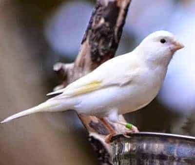 kenari-putih-rusia-5614825