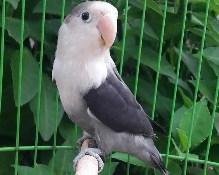 lovebird-batman-8898424