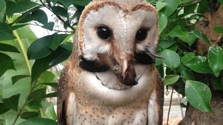 makanan-burung-serak-jawa-7842648