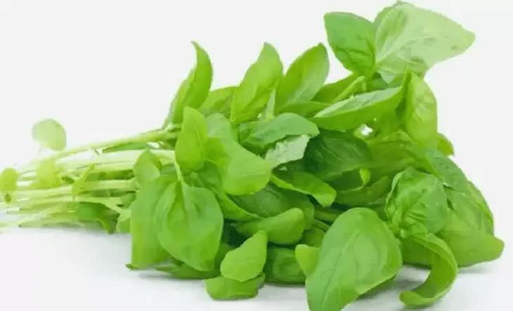 manfaat-bayam-bagi-lovebird-yang-harus-anda-ketahui-1977859