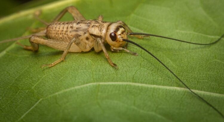 manfaat-jangkrik-untuk-burung-merpati-9287203