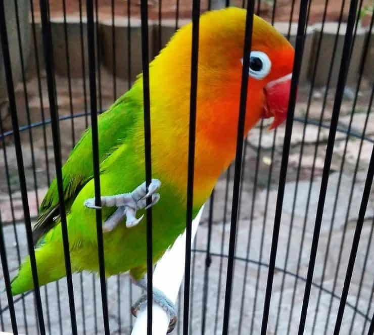 memahami-bahasa-badan-lovebird-7725809