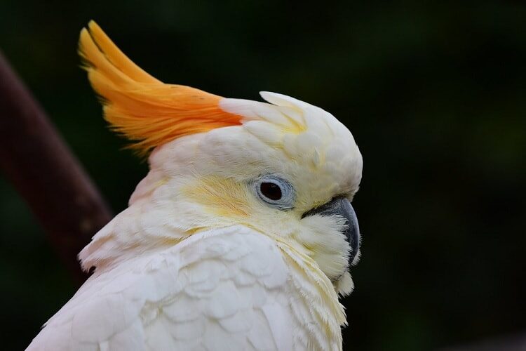 mengenal-burung-kakatua-sumba-yang-sudah-hampir-punah-6778470